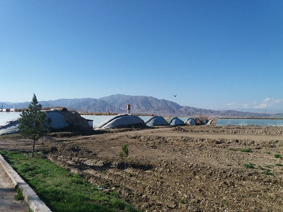 Greenhouses of Chinese type in B.Gafurov district of Sughd region