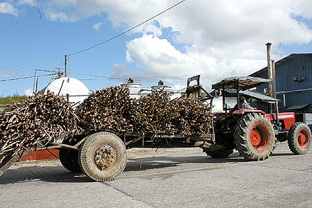 A tractor delivers sugar cane to the Usine Ste Madeleine distillery. Photo by: TONY HOWELL